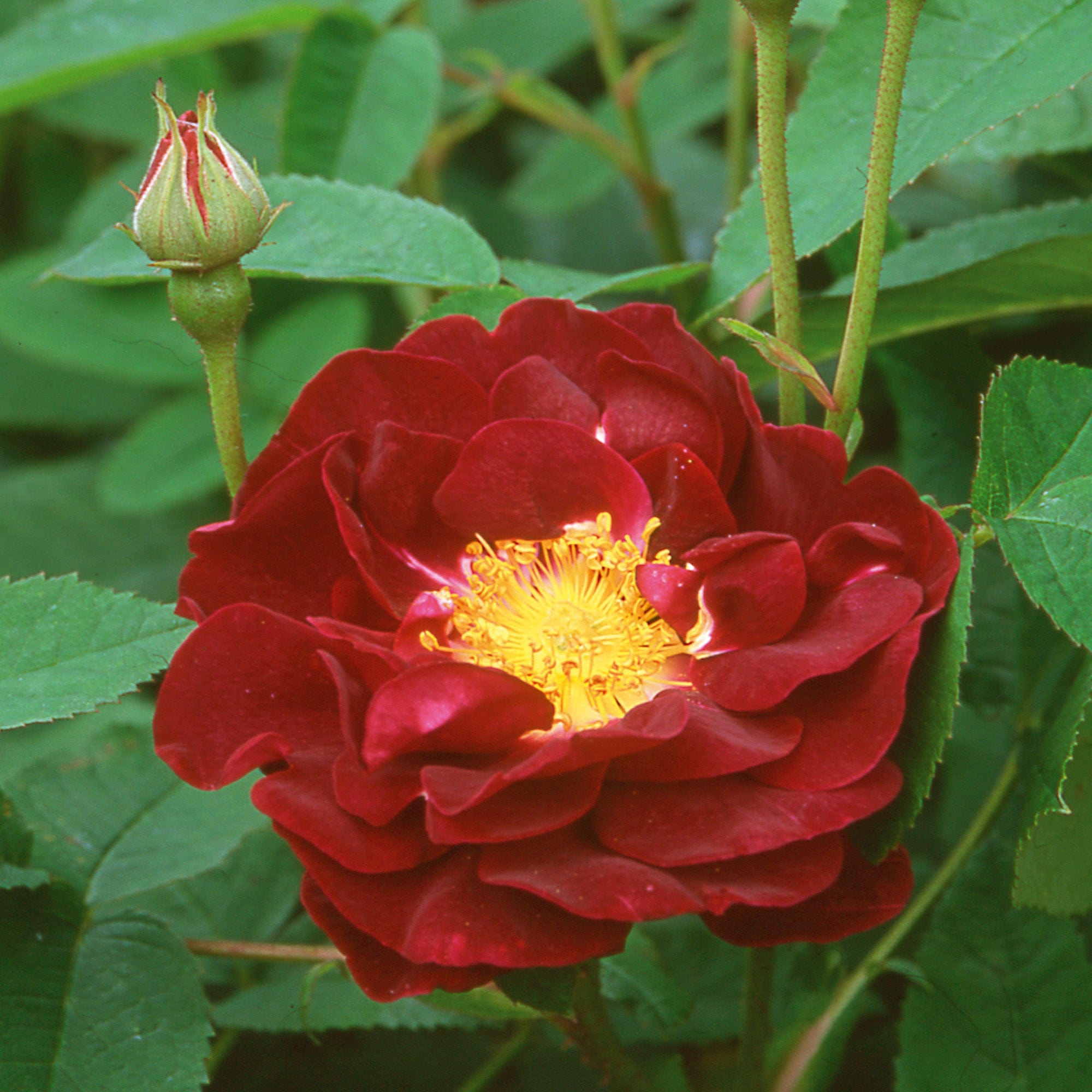 Tuscany superb old rose david austin roses