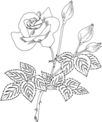 Tuscany superb gallica rose coloring page free printable coloring pages