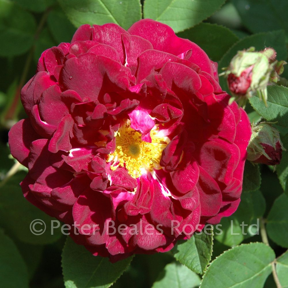 Tuscany superb shrub rose peter beales roses