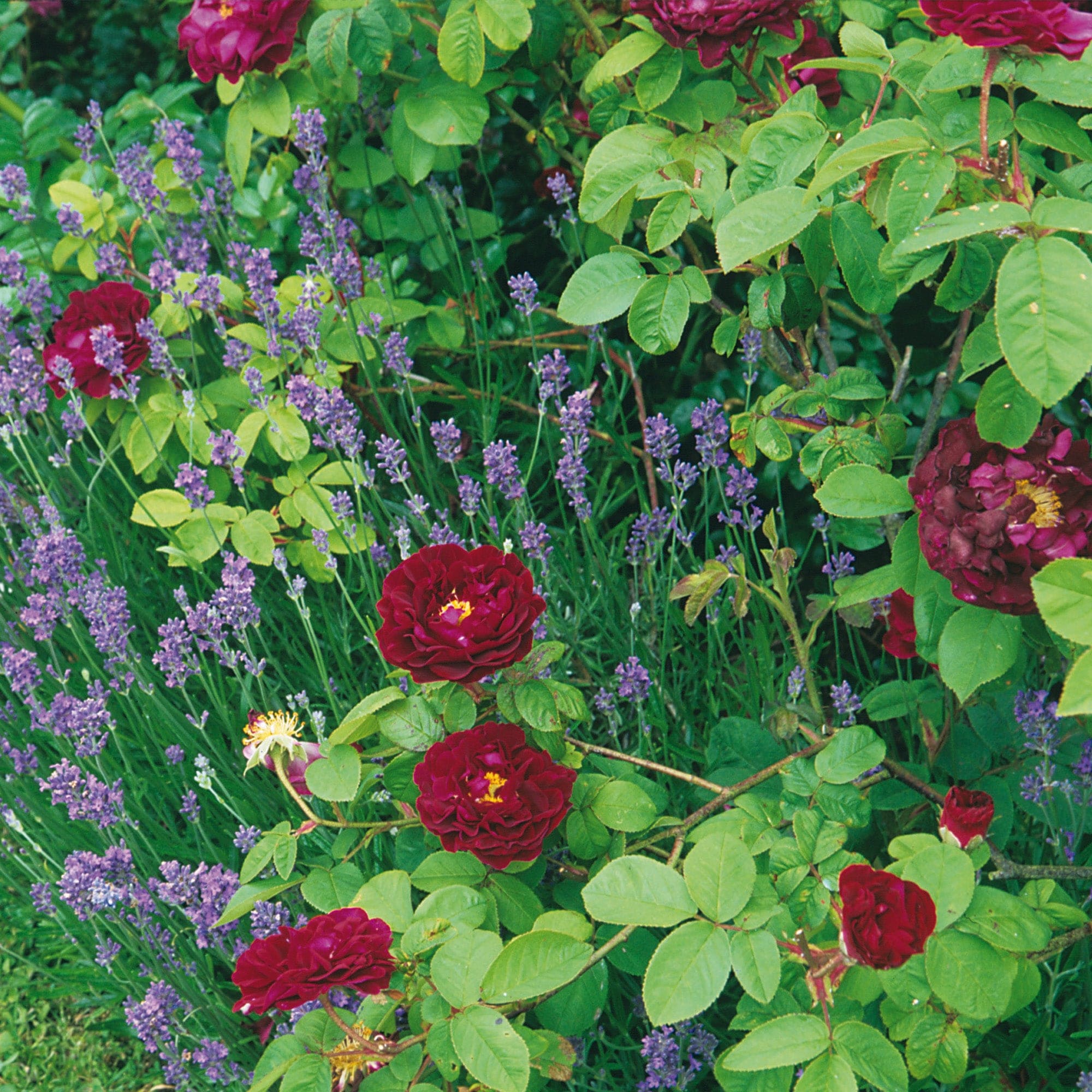 Tuscany superb old rose david austin roses