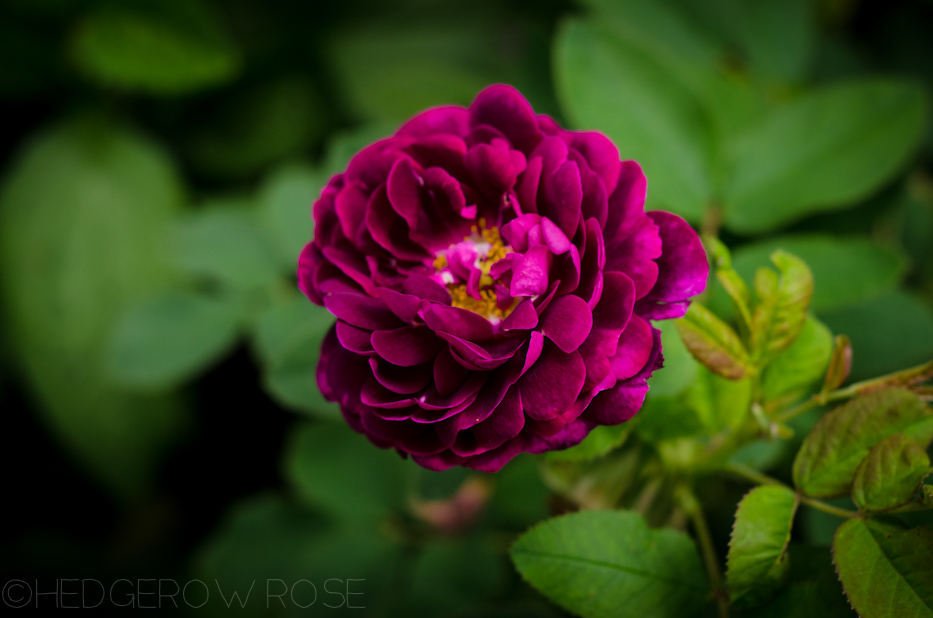 The last years roses that have brought me joy â hedgerow rose