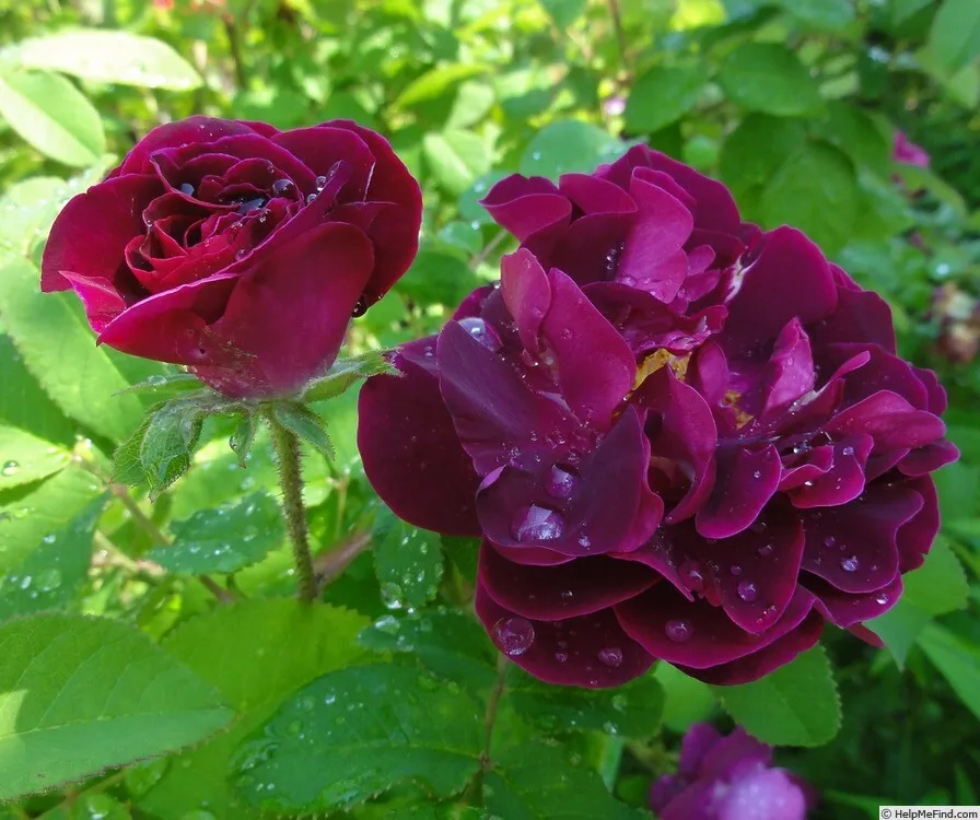 Tusny superb double bloom rose seeds countgermination instructions included