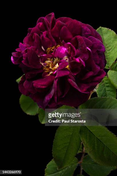 Dark purple rose stock photos high