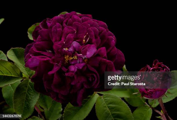 Dark purple roses stock photos high