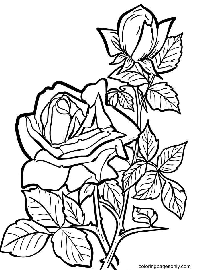 Pretty roses coloring page