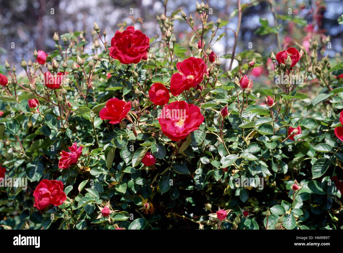 Rosa tuscany superb hi