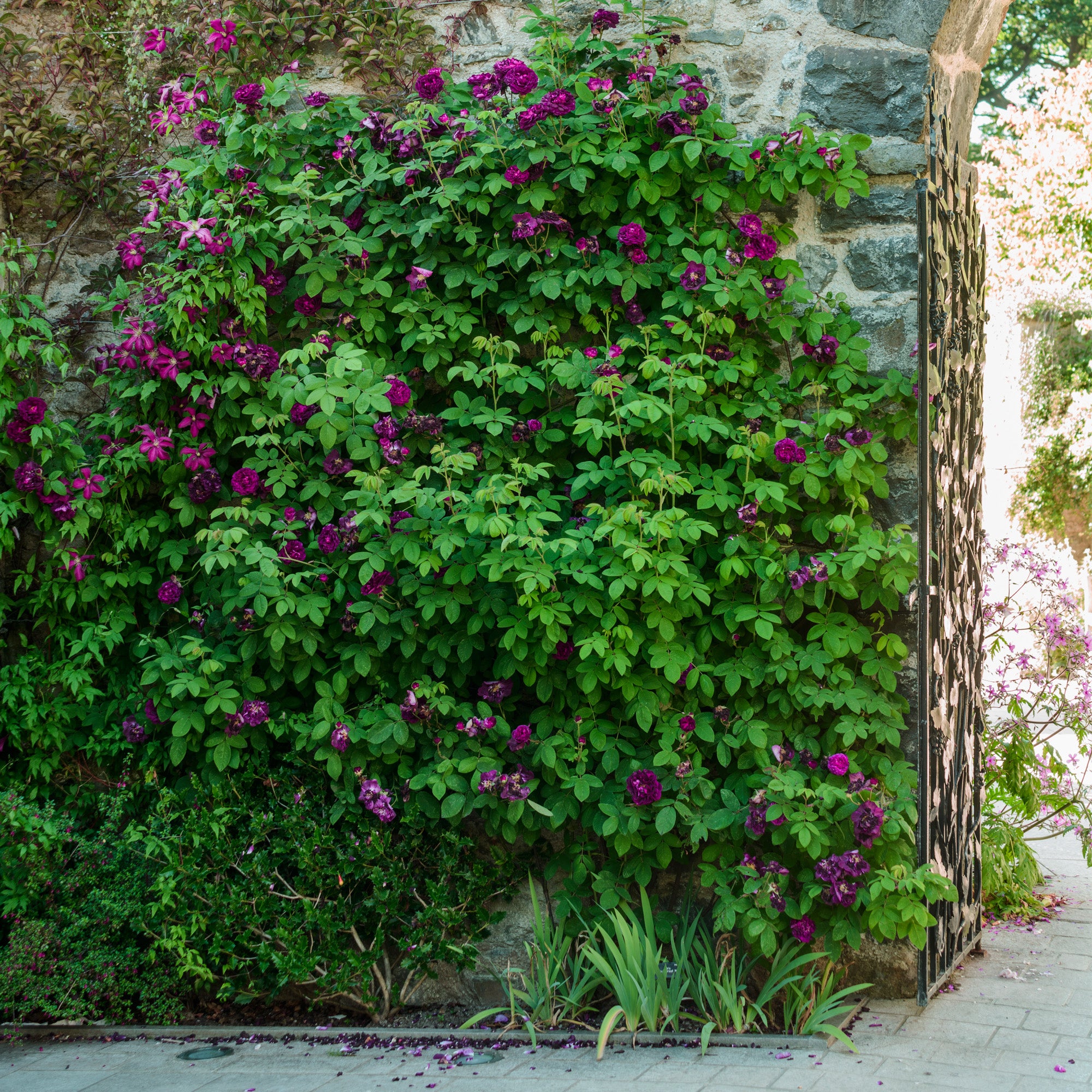 Tuscany superb old rose david austin roses