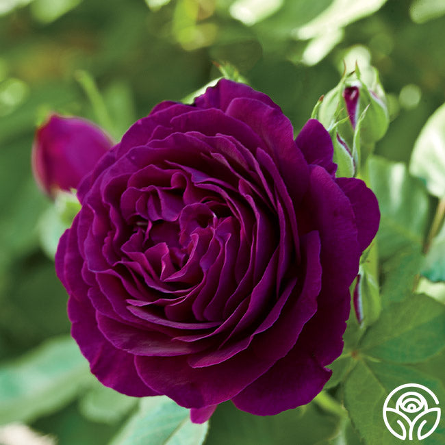 Twilight zone rose