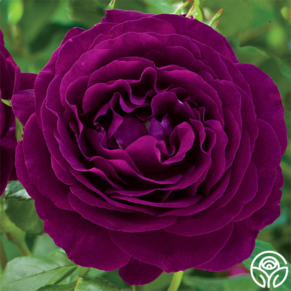 Twilight zone rose