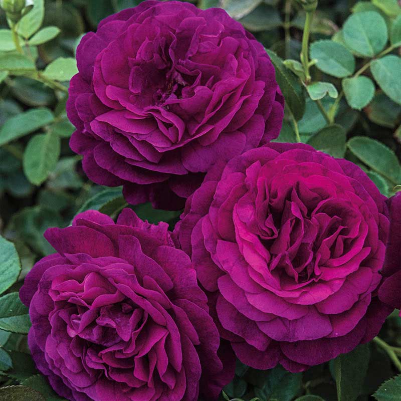 Twilight zone grandiflora rose jumbo roses spring hill