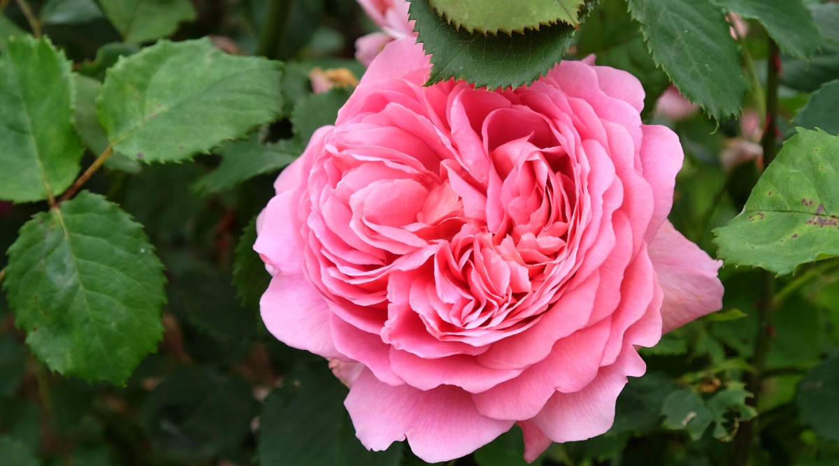 Fragrant rose varieties to grow this season