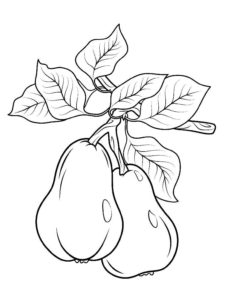 Two pears on a branch and leaves coloring page