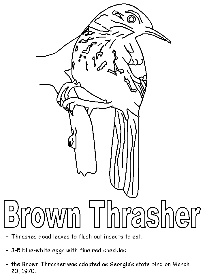 Brown thrasher coloring page