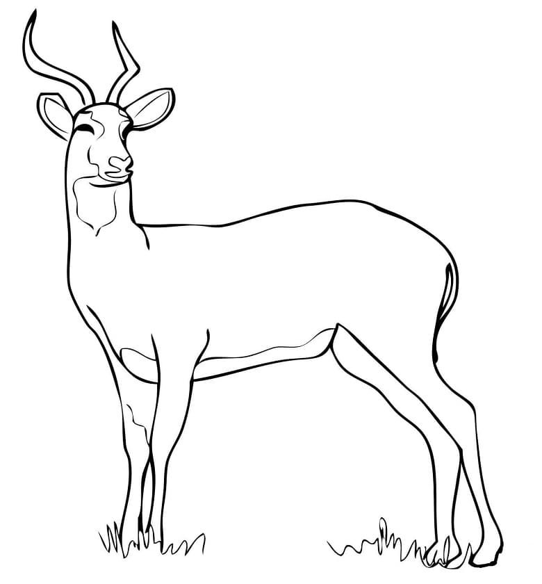 Uganda kob antelope coloring page