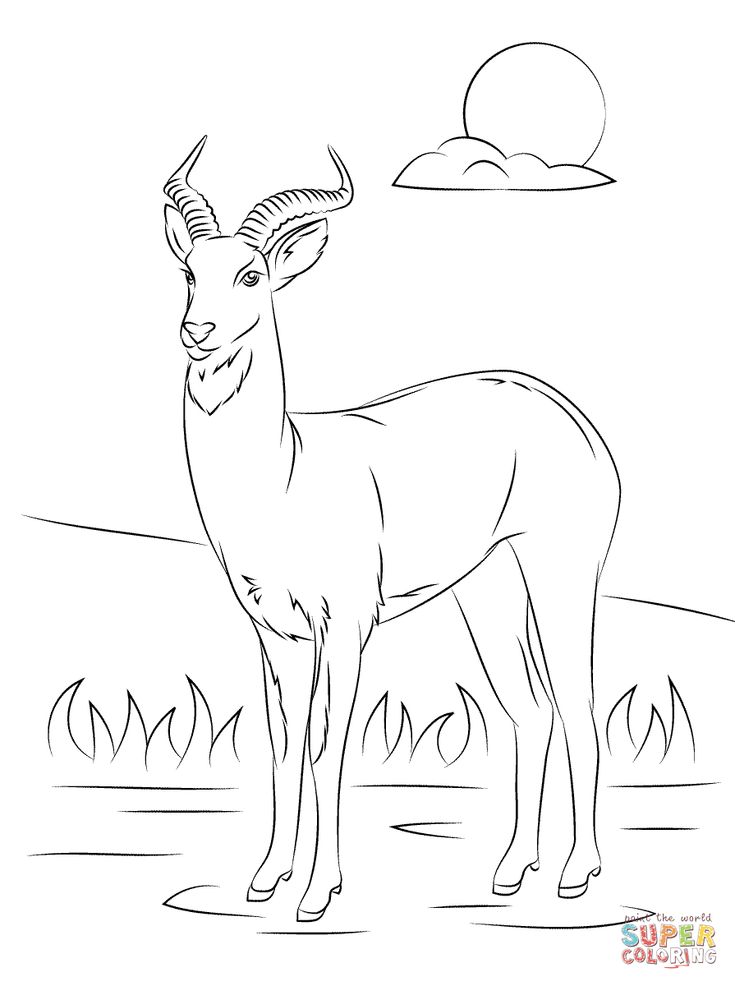 Uganda kob horse coloring pages coloring pages animal coloring pages