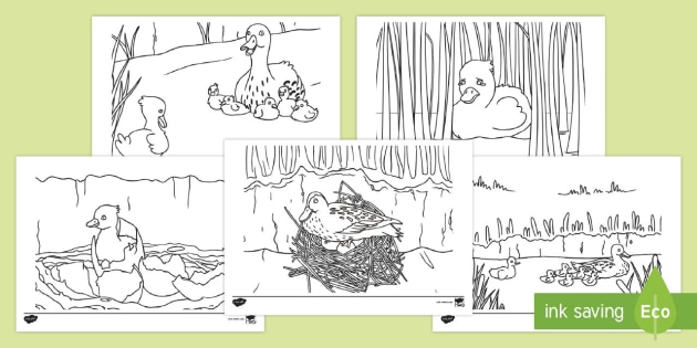 The ugly duckling story louring sheets teacher made