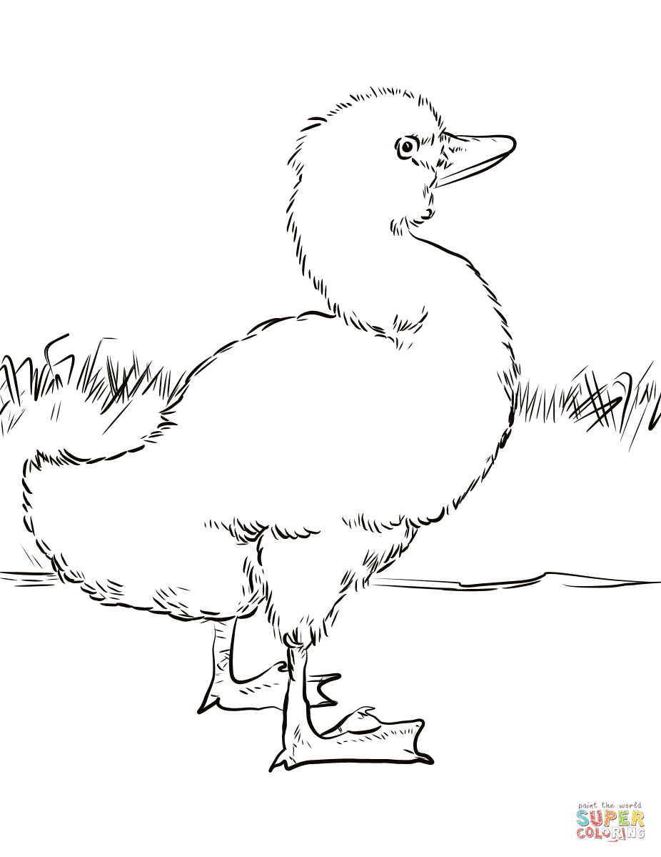 The ugly duckling coloring page free printable coloring pages