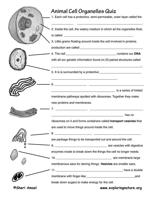Cell organelle quiz worksheet biology worksheet science cells cells worksheet