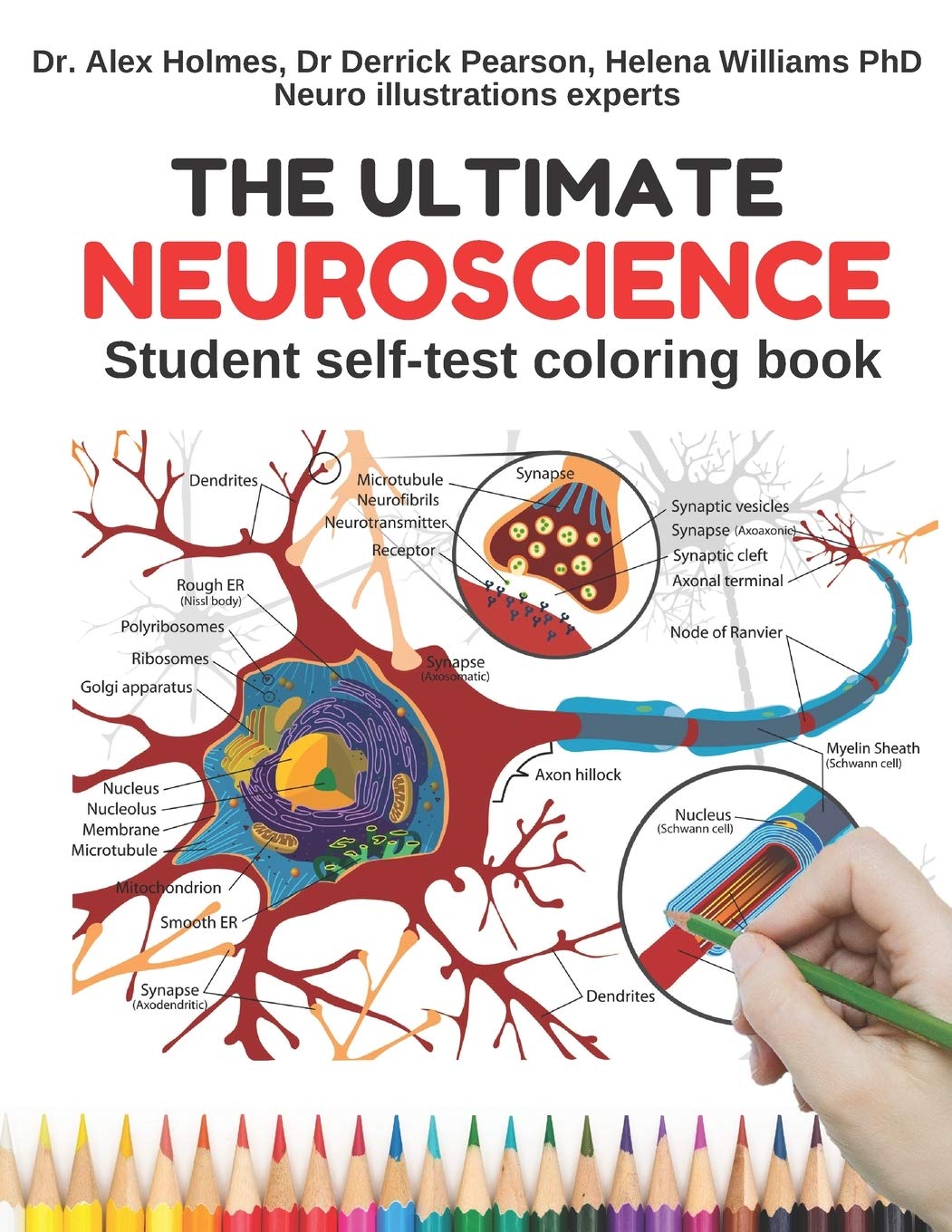 The ultimate neuroscience student self test coloring book easy fun and smart way to learn revise and remember neuroanatomy perfect gift of medical and even kids by alex holmes
