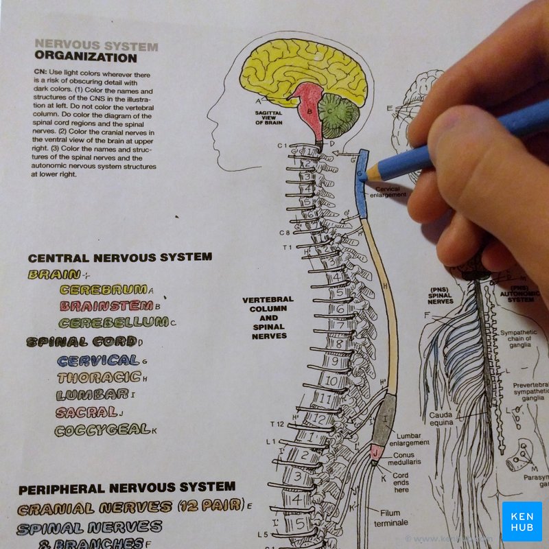 Anatomy coloring books how to use free pdf