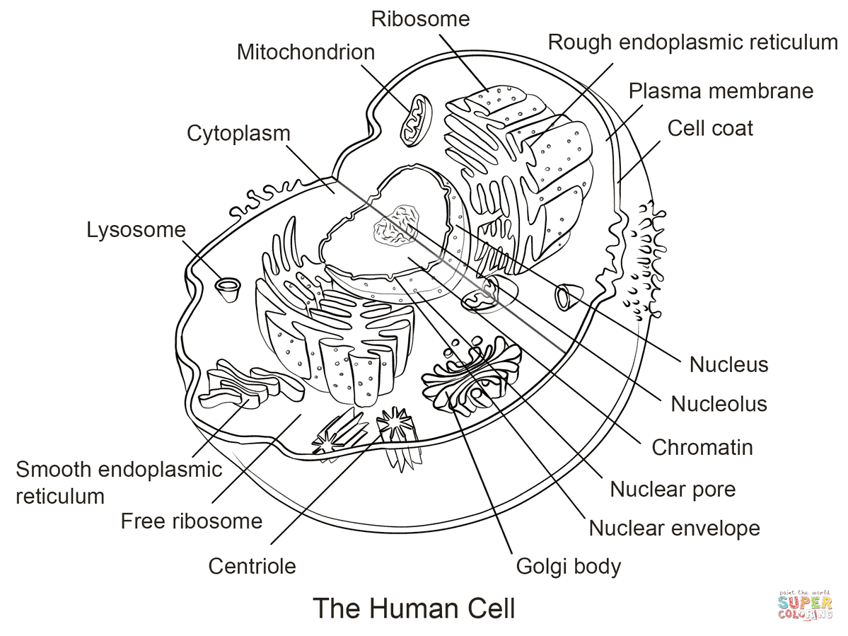 Human cell coloring page free printable coloring pages