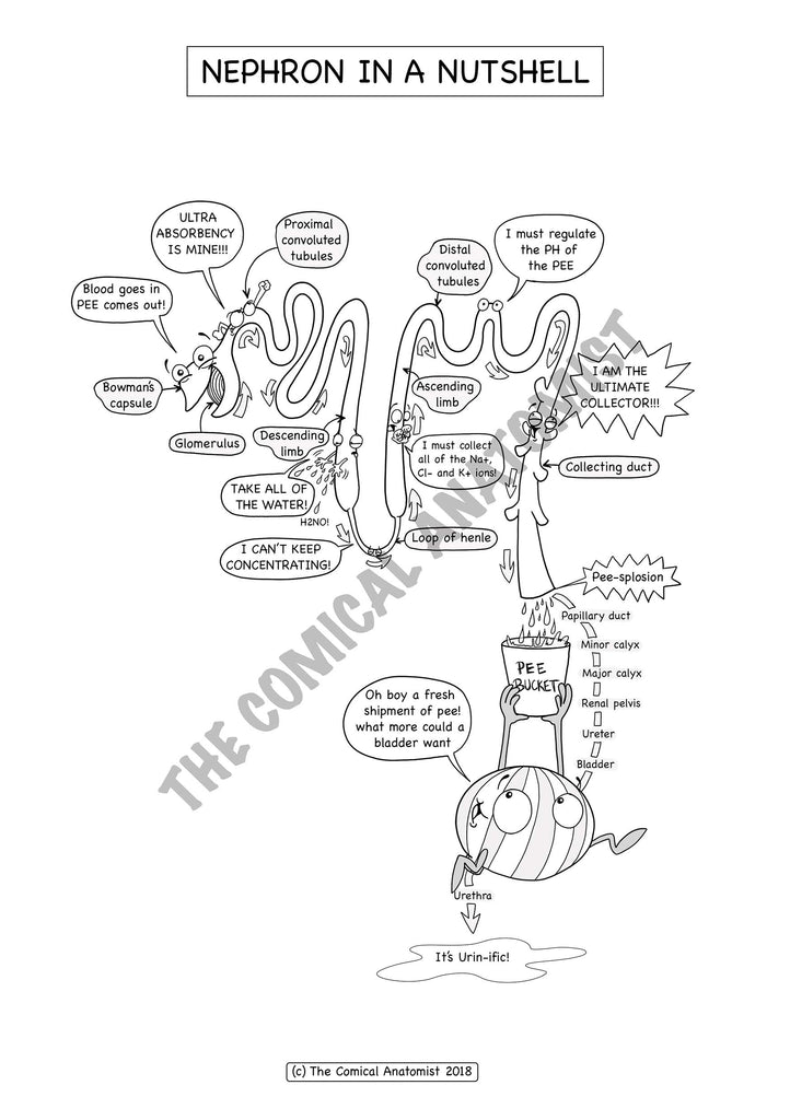 Urinary system coloring book the ical anatomist shop