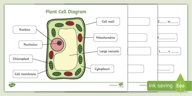 Plant cell diagram teacher