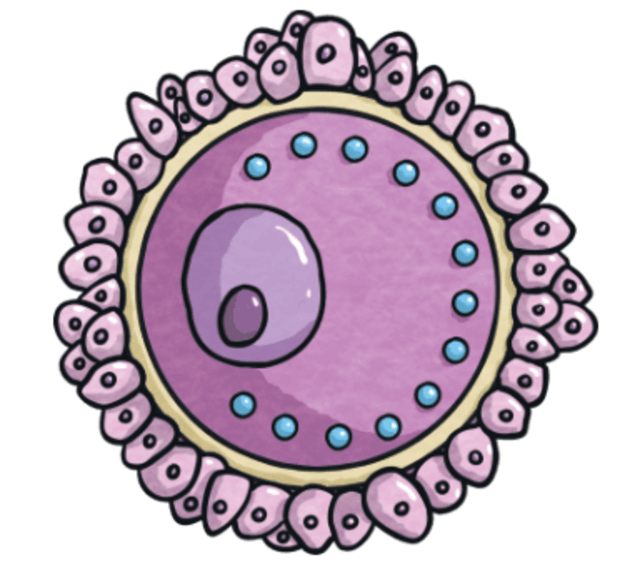 What is an egg cell teaching wiki