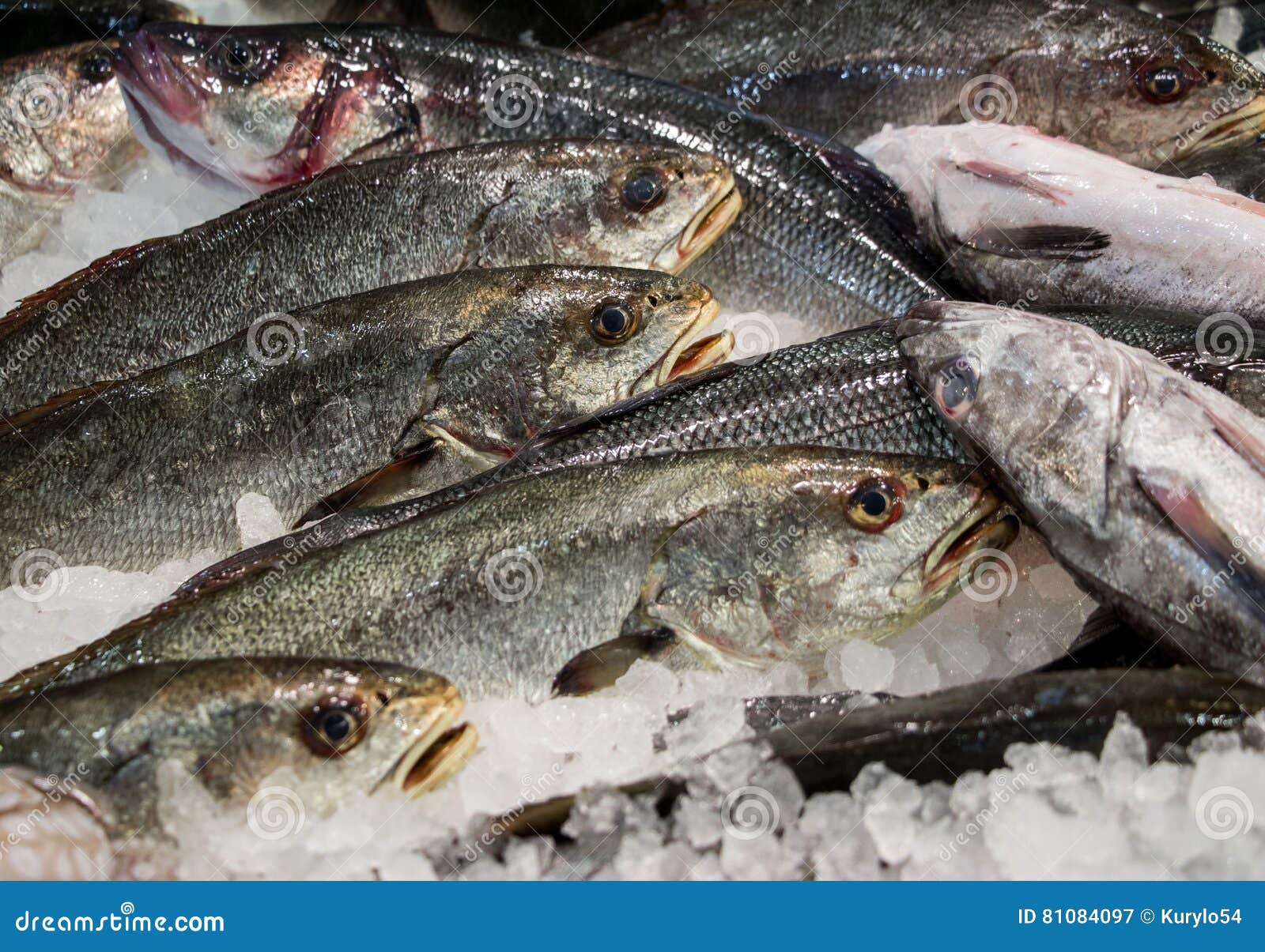 Umbrina fish stock photos