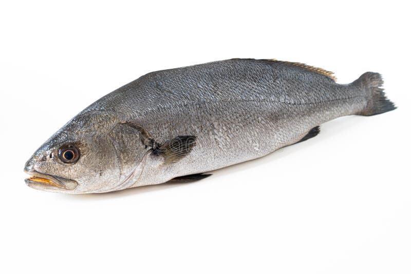 Umbrina fish stock photos