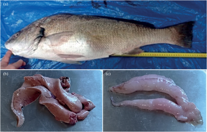 New data on the age size and feeding of the shi drum umbrina cirrosa sciaenidae off the black sea coast of crimea