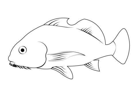 Black drum pogonias cromis coloring page free printable coloring pages