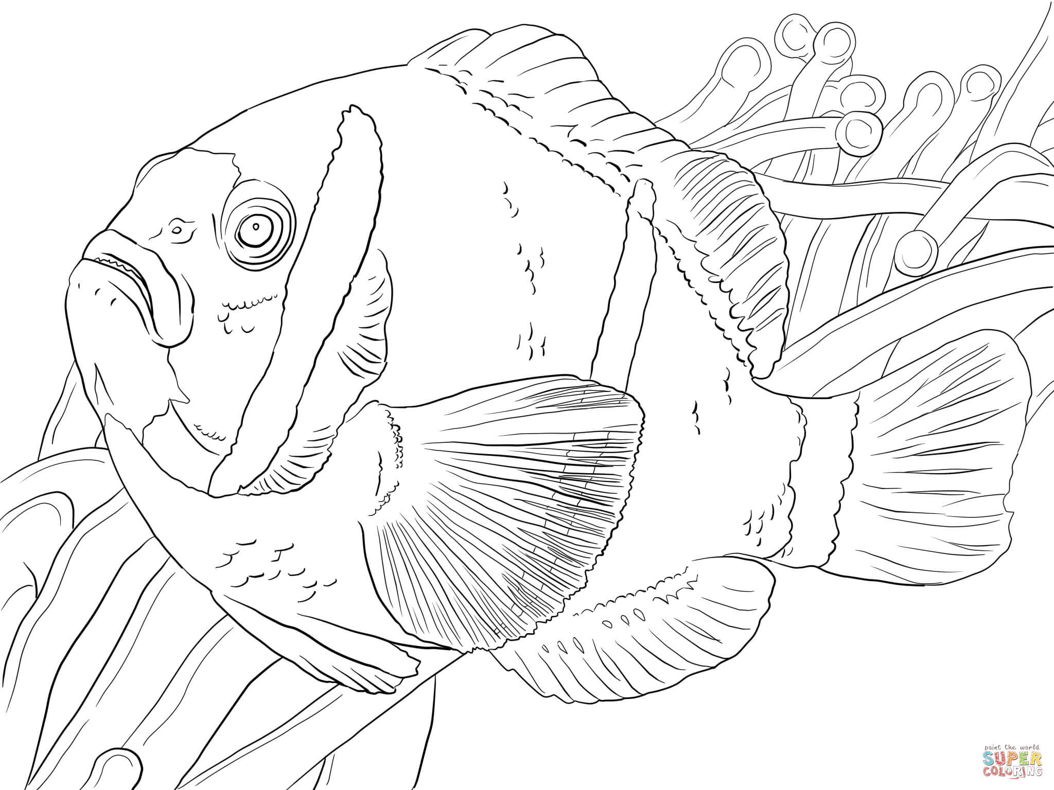 Barrier reef anemonefish coloring page free printable coloring pages