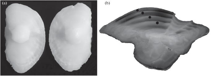 New data on the age size and feeding of the shi drum umbrina cirrosa sciaenidae off the black sea coast of crimea