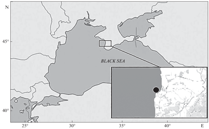 New data on the age size and feeding of the shi drum umbrina cirrosa sciaenidae off the black sea coast of crimea