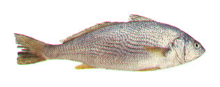 Yellowfin croaker