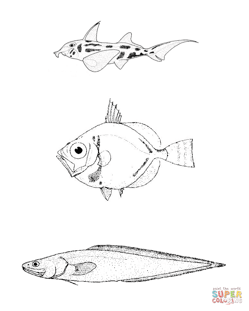 Callorhinchus milii australian ghost shark capromimus abbreviatus capro dory cataetyx messieri hairlip brotula coloring page free printable coloring pages