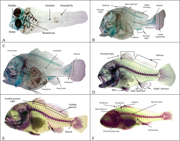 Enzymatic skeletal and histological ontogeny of shi drum umbrina cirrosa larvae under intensive culture conditions fish physiology and biochemistry