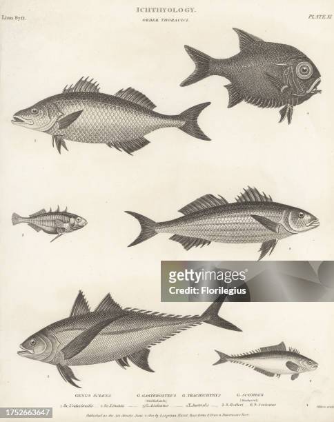 Drawings of bass fish stock photos high