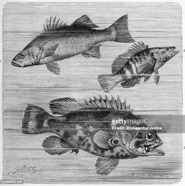 Drawings of bass fish stock photos high