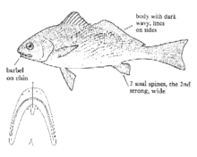 Yellowfin croaker