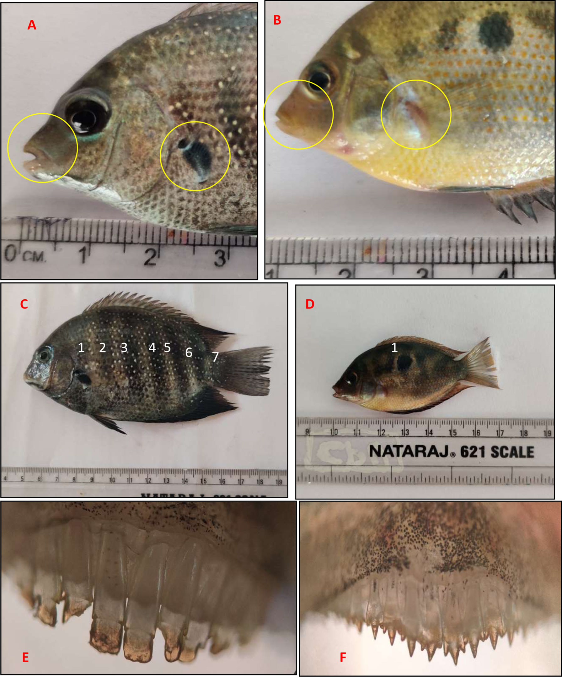 Frontiers orange chromide pseudetroplus maculatus bloch a potential euryhaline fish model to evaluate climate change adaptations in fishes