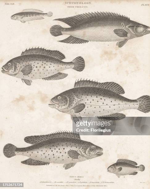 Drawings of bass fish stock photos high