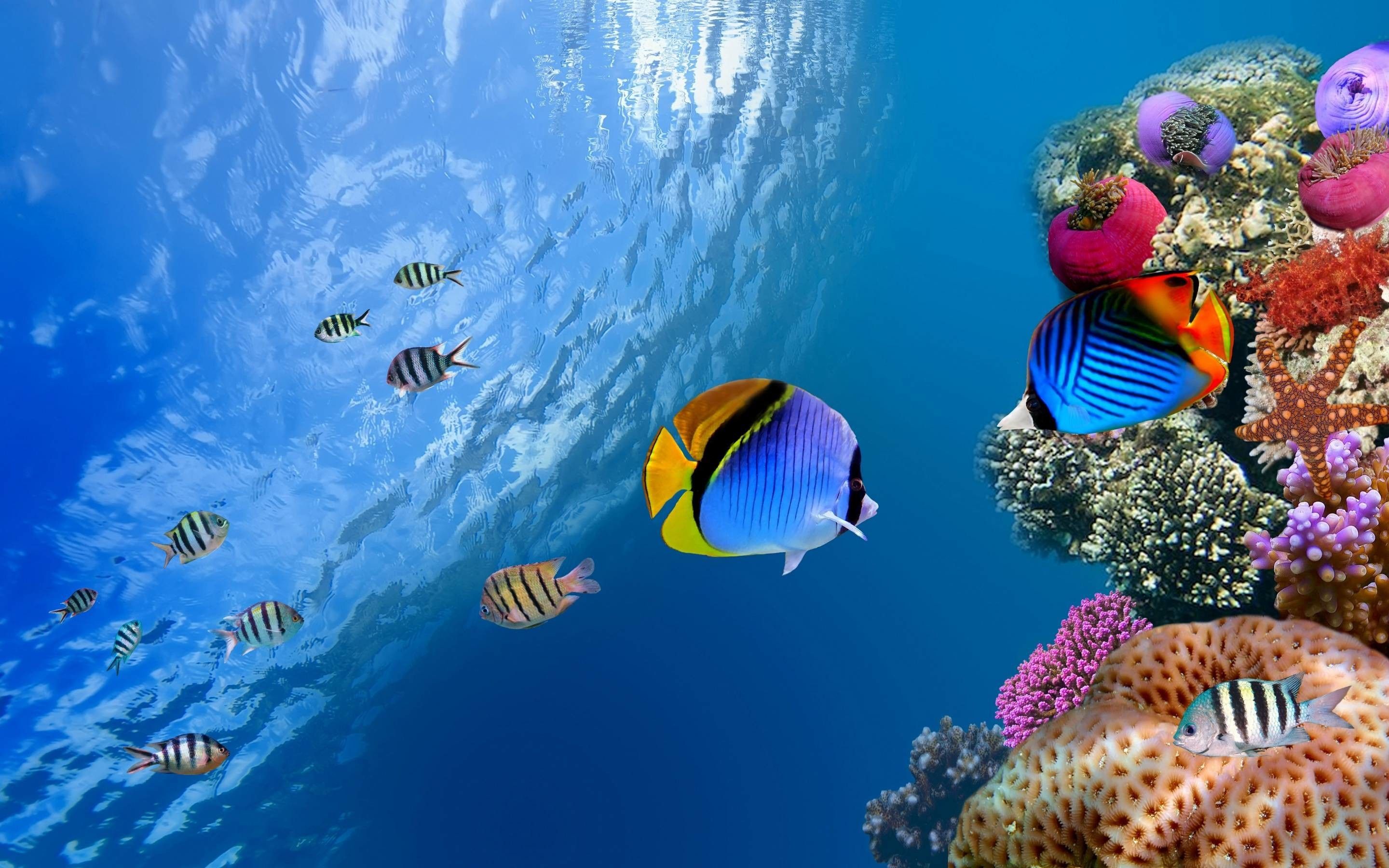 Underwater Photos, Download The BEST Free Underwater Stock Photos