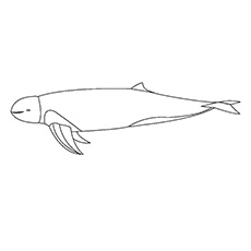 Top free printable dolphin coloring pages online