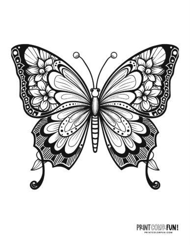 Butterfly coloring pages clipart collection with both easy plex designs at