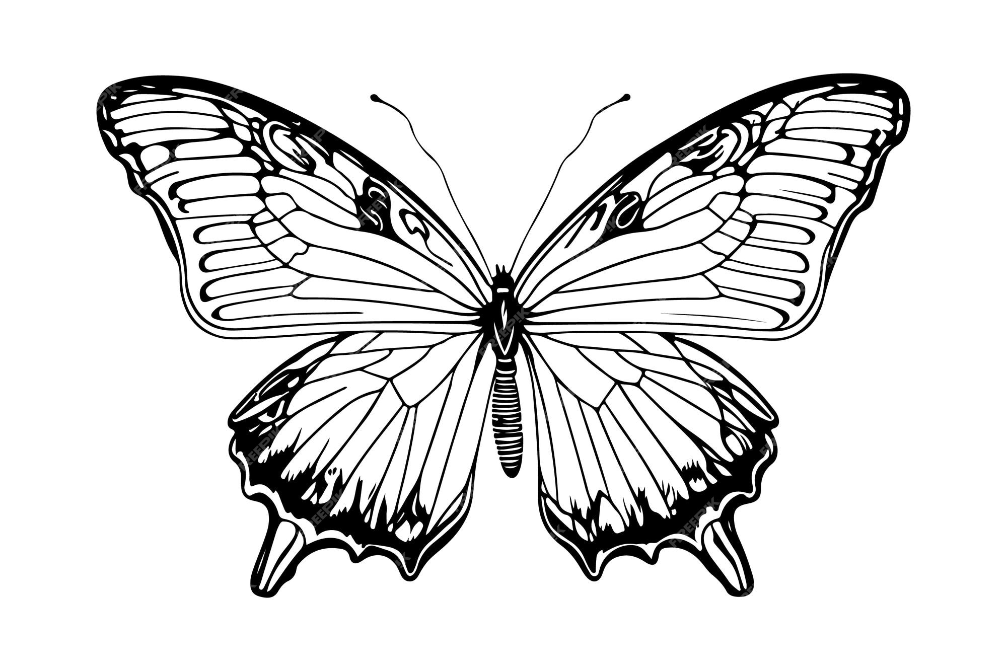 Premium vector butterfly coloring page hand draw outline illustration for adult coloring book