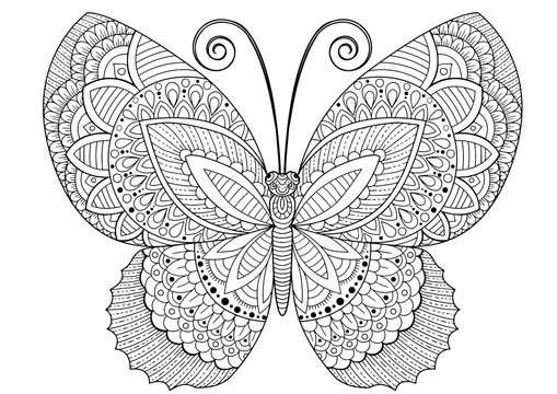 Butterfly coloring page images â browse photos vectors and video