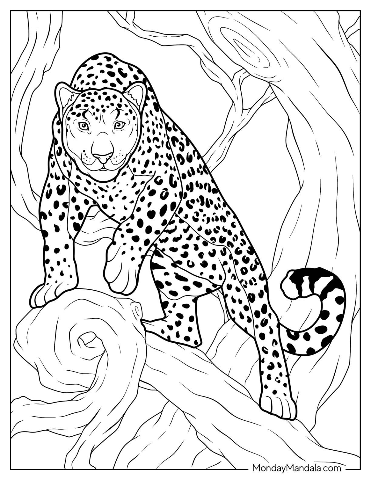 Cheetah coloring pages free pdf printables