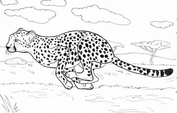 Wildkratts coloring pages cheetah zoo animal coloring pages animal coloring pages puppy coloring pages